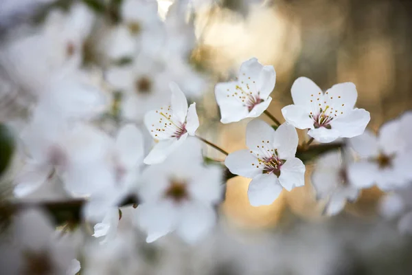 Beautiful background of wild plum blossoms. Close up macro. Single point focus — ストック写真