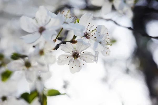 Beautiful background of wild plum blossoms. Close up macro. Single point focus — ストック写真