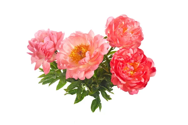 Mooie roze pioenrozen bloemen geïsoleerd op witte achtergrond — Stockfoto