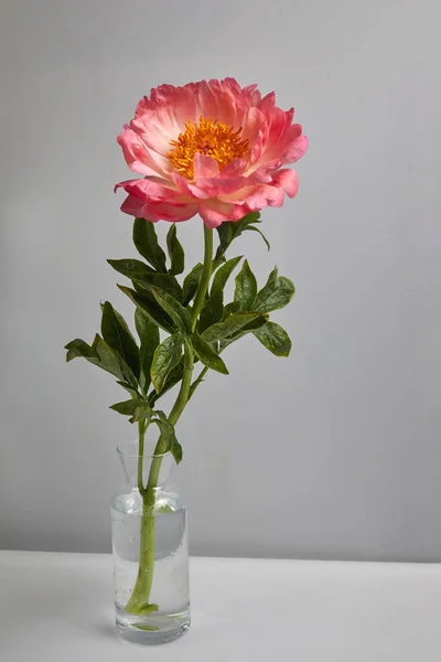 白色背景上美丽的粉红色牡丹花 — 图库照片
