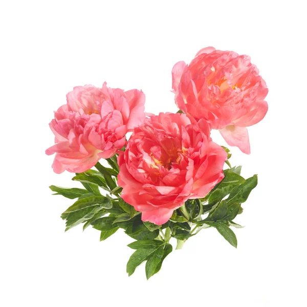 Vackra rosa pioner blommor isolerade på vit bakgrund — Stockfoto