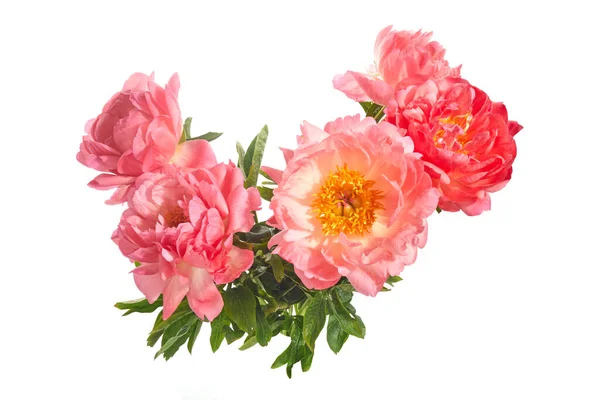Красивые розовые пионы цветы изолированы на белом фоне — стоковое фото