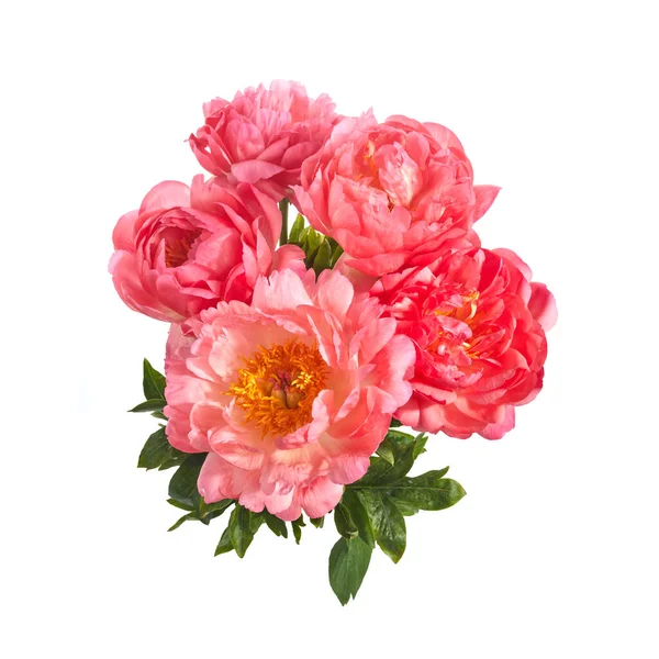 Mooie roze pioenrozen bloemen geïsoleerd op witte achtergrond — Stockfoto