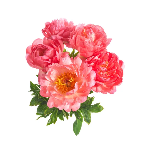 Gyönyörű rózsaszín pünkösdi rózsa virágok elszigetelt fehér háttér — Stock Fotó