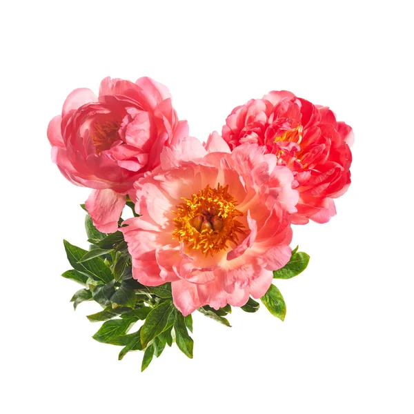 Mooie roze pioenrozen bloemen geïsoleerd op witte achtergrond — Stockfoto