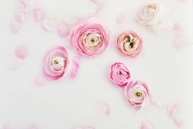 Pembe çiçekler ve taç yapraklarıyla süt banyosu. Üst görünüm