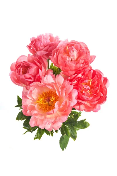 Belas flores peônias rosa isolado no fundo branco — Fotografia de Stock