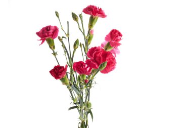 Beyaz arka planda izole pembe karanfil çiçekleri.