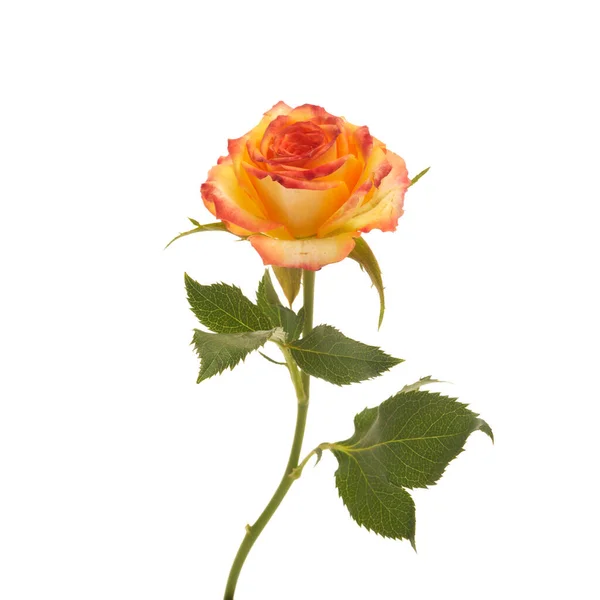 Schöne orange Rose isoliert auf weißem Hintergrund. — Stockfoto