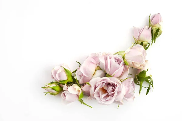 白い背景のバラや花弁からの枠組み — ストック写真
