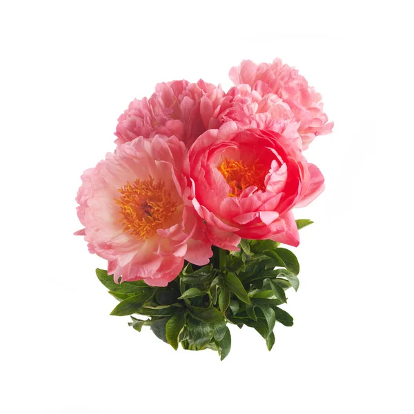 Vackra Rosa Pioner Blommor Isolerade Vit Bakgrund — Stockfoto