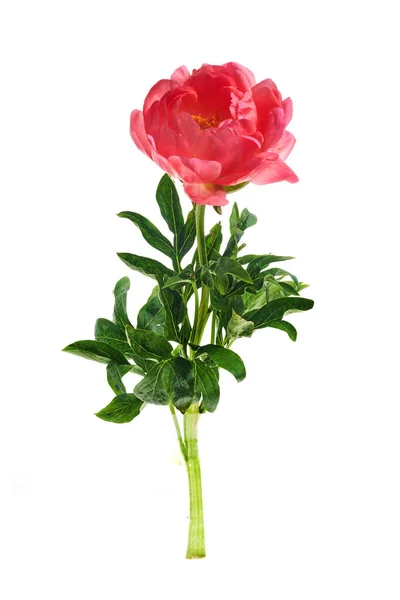 Gyönyörű Rózsaszín Bazsarózsa Virágok Elszigetelt Fehér Háttér — Stock Fotó