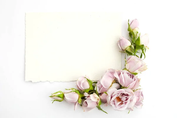 Quadro Rose Petali Sfondo Bianco Posa Piatta — Foto Stock