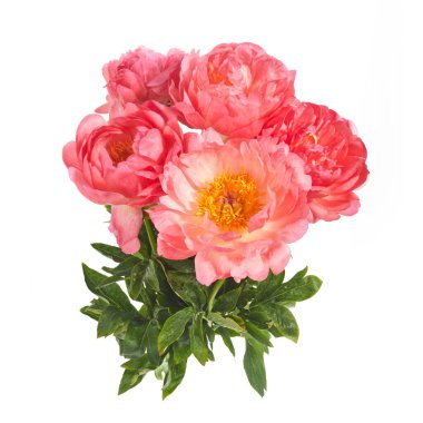 beyaz arka plan üzerinde izole güzel pembe şakayık çiçekler.