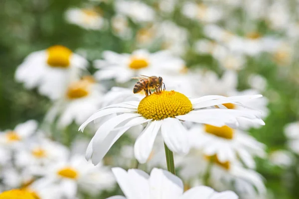 Bee and flower. Close up of a bee collects honey on a daisy flower on a sunny day