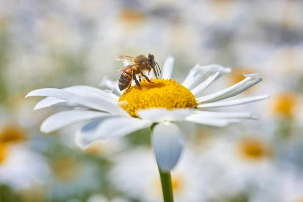 Bee and flower. Close up of a bee collects honey on a daisy flower on a sunny day