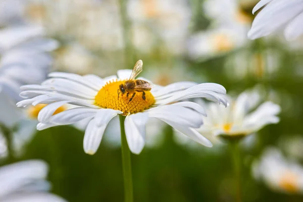 Arı Çiçek Güneşli Bir Günde Bir Arı Papatya Çiçeğinde Bal — Stok fotoğraf