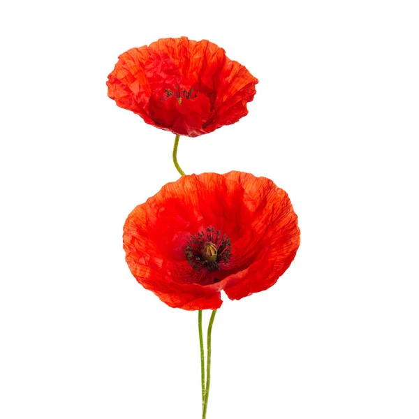 Red Poppies Flower Isolated White Background — Stock Photo, Image