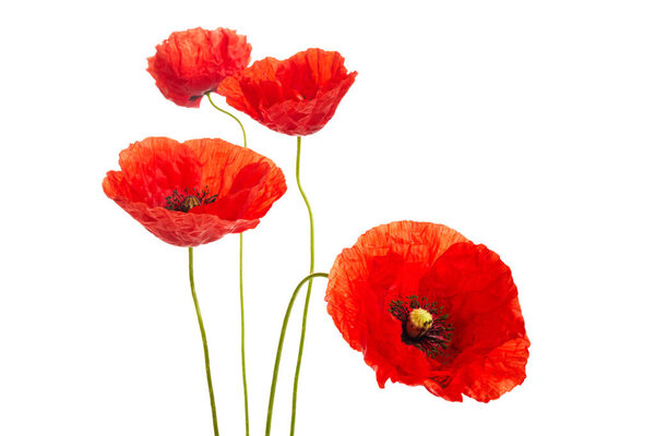 Red poppies flower isolated on a white background