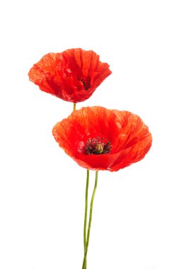 Kırmızı gelincikler beyaz arka planda izole edilmiş.