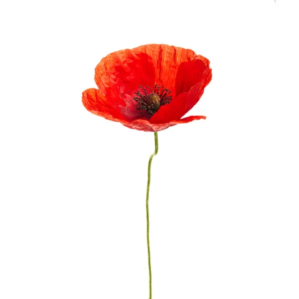 Bright Red Poppy Flower Isolated White Background — Stock Photo, Image