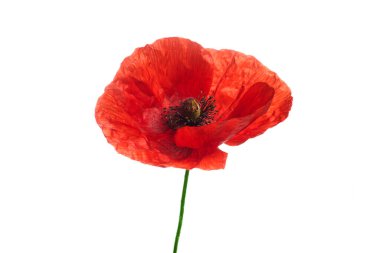 Beyaz arkaplanda izole edilmiş parlak kırmızı gelincik çiçeği