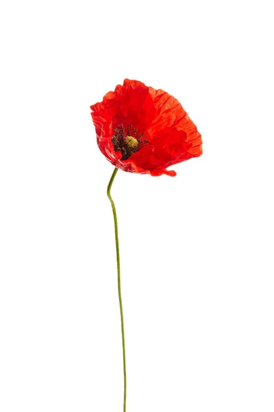 Bright Red Poppy Flower Isolated White Background — Stock Photo, Image