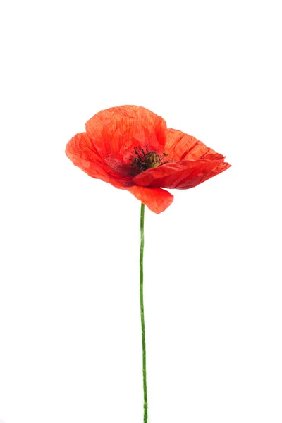 Heldere Rode Papaver Bloem Geïsoleerd Witte Achtergrond — Stockfoto