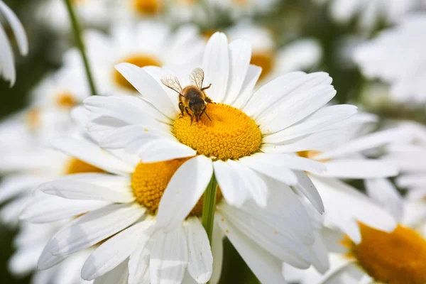 Pszczoła Kwiat Zbliżenie Pszczoła Zbieram Miód Stokrotka Kwiat Słoneczny Dzień — Zdjęcie stockowe
