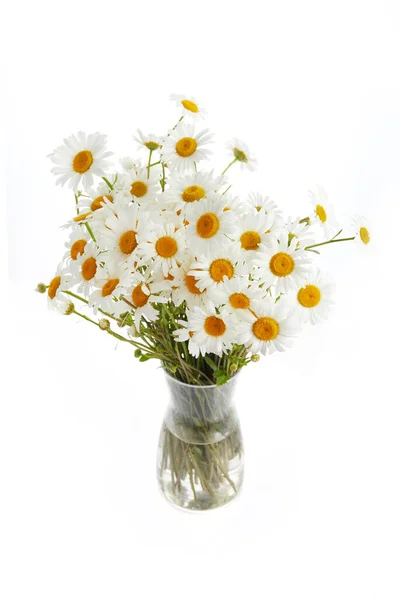 Bouquet Daisy Chamomiles Isolated White Background — Stok fotoğraf
