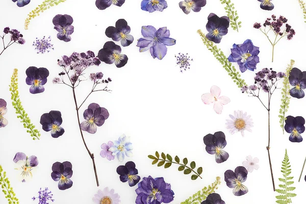 Pressed Dried Flower Pattern Isolated White Background — Zdjęcie stockowe