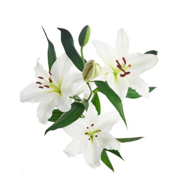 Beyaz zemin üzerinde izole nilüferler buketi