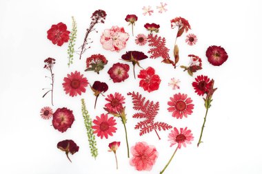 Beyaz arkaplanda izole edilmiş kurumuş çiçek deseni.