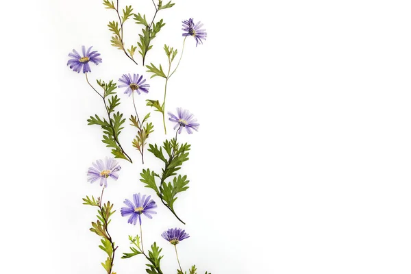 Naciśnięty Suszony Wzór Kwiat Izolowany Białym Tle — Zdjęcie stockowe