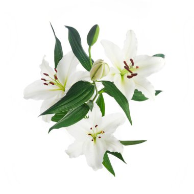 Beyaz zemin üzerinde izole nilüferler buketi