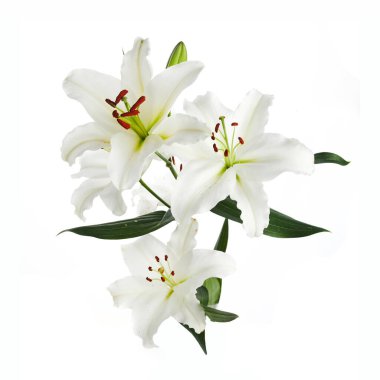 Beyaz zemin üzerinde izole nilüferler buketi