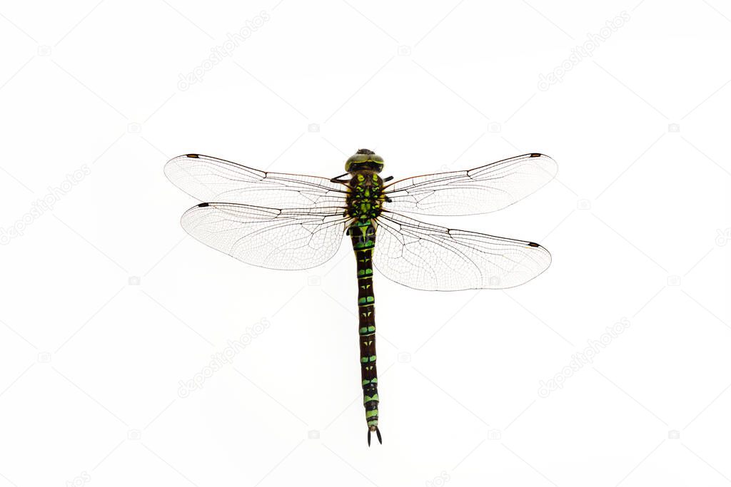 Green Snaketail dragonfly on a white background