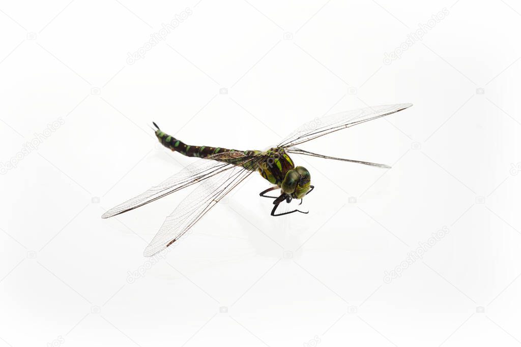 Green Snaketail dragonfly on a white background