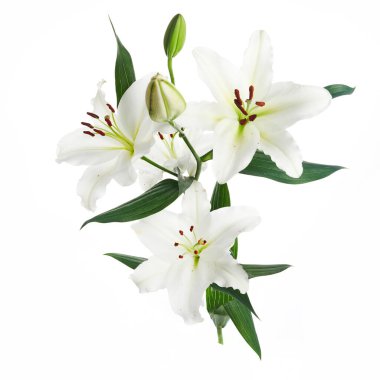 Beyaz zemin üzerinde izole nilüferler buketi