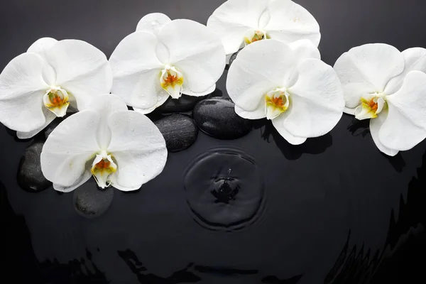 Suda Beyaz Orkide Siyah Taşlar — Stok fotoğraf