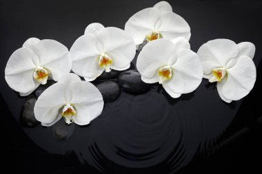 Suda beyaz orkide ve siyah taşlar..