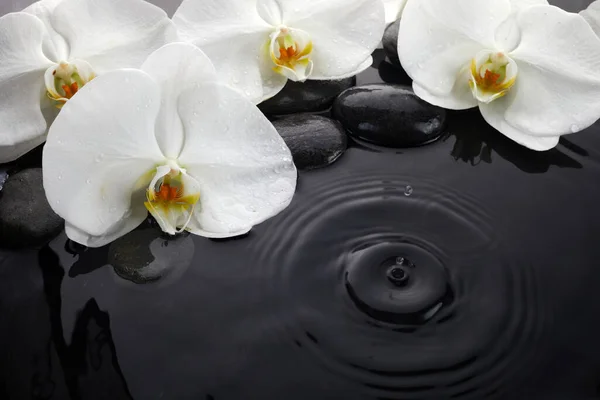 White Orchid Black Stones Water — Stok fotoğraf