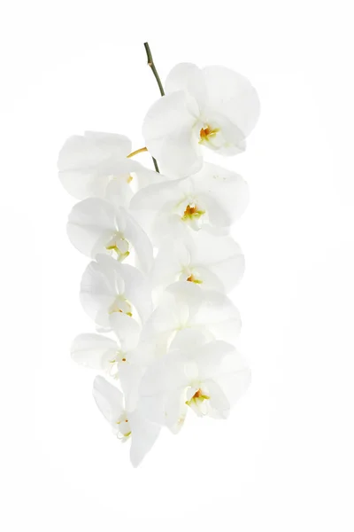 Orchidée Blanche Isolée Sur Fond Blanc — Photo