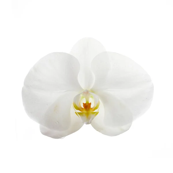 Красивый Белый Цветок Орхидеи Белом Фоне — стоковое фото