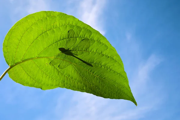 Dragonfly Shadow Green Leaf — Fotografia de Stock