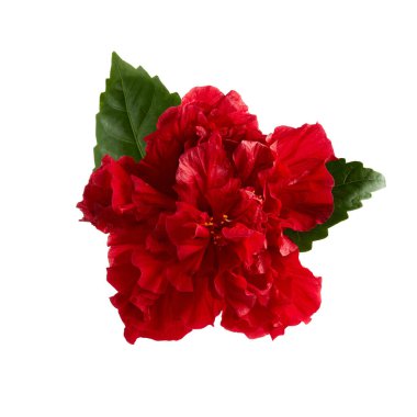 Double deep carmine, Hibiscus rosa-sinensis evergreen hibiscus Mrs George Davis isolated on white