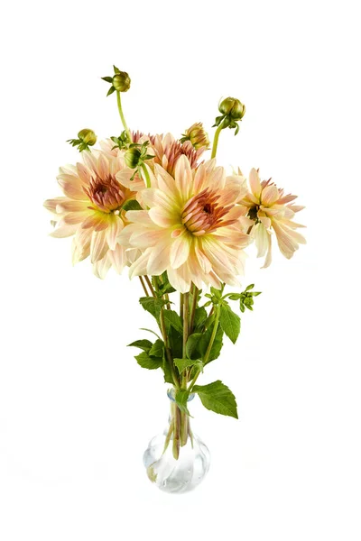 Багатокольорові Світло Рожеві Жовті Далії Квітучі Квіти Ізольовані Білому Тлі — стокове фото