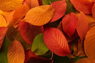 Sonbahar arkaplanı. Çimlerin üzerinde çok renkli yapraklar var.