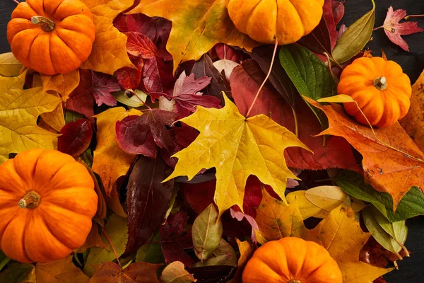 Herfst Achtergrond Veelkleurige Bladeren Met Pompoenen — Stockfoto