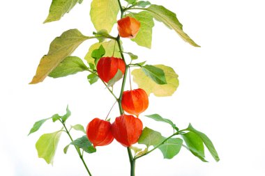 Physalis alkekengi beyaz arka planda izole edildi. Çin Feneri 'nin dalları.